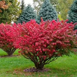 trzmielina-oskrzydlona-2l