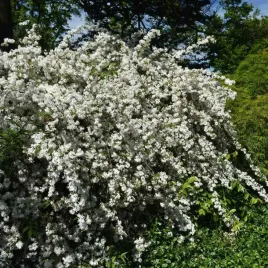 zylistek-wysmukly-nikko-2l