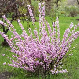 migdalowiec-trojklapowy-2l