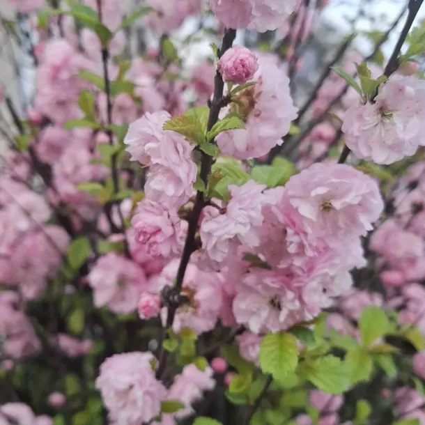 migdalowiec-trojklapowy-2l-nazwa-lacinska-prunus-triloba