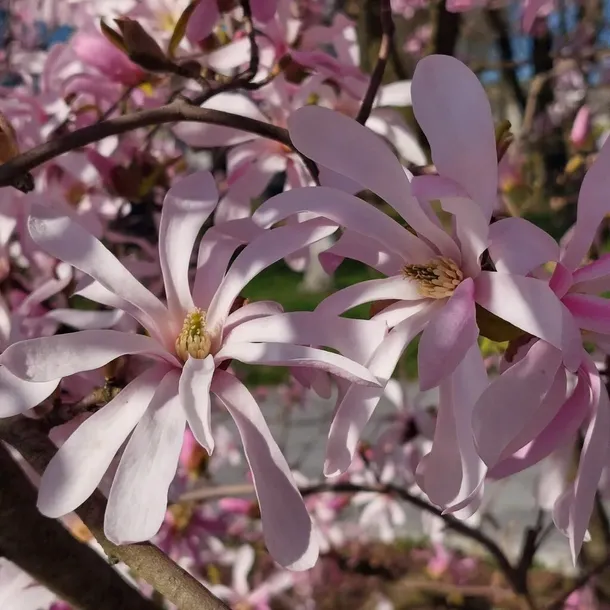 magnolia-stellata-rosea-2l