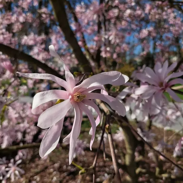 magnolia-stellata-rosea-2l-rodzaj-rosliny-magnolie-i-tulipanowce