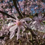 magnolia-stellata-rosea-2l-rodzaj-rosliny-magnolie-i-tulipanowce