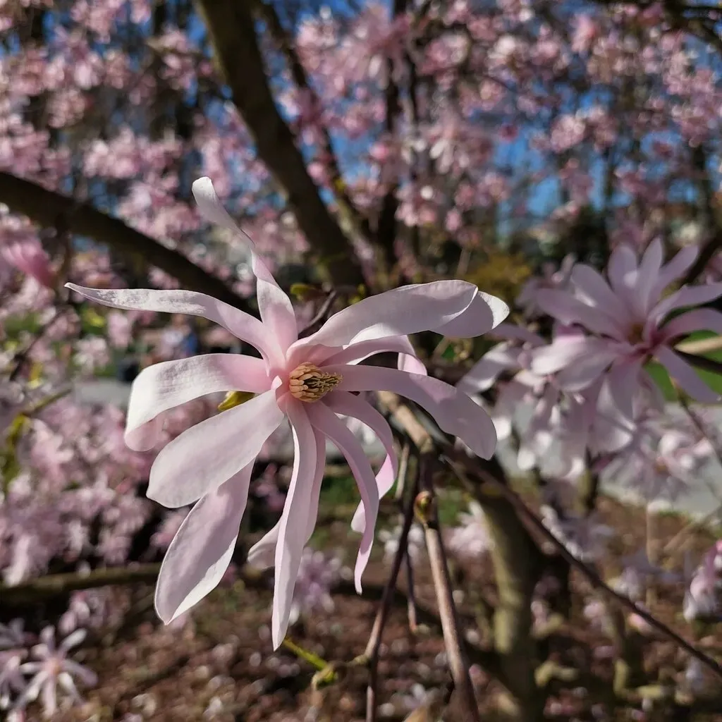 magnolia-stellata-rosea-2l