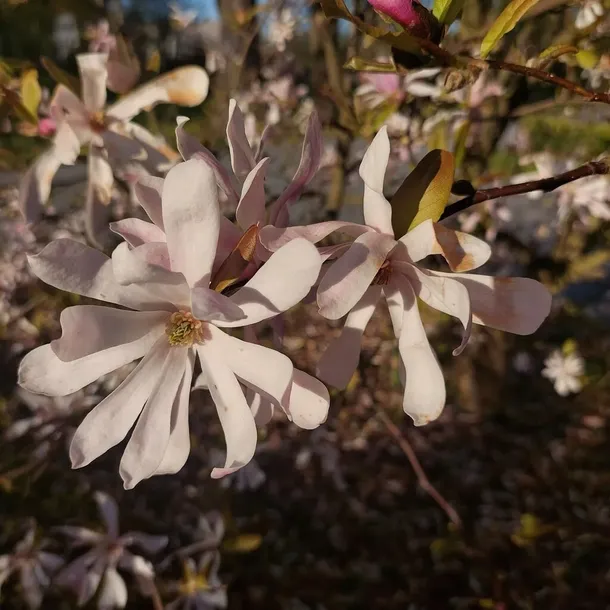 magnolia-stellata-rosea-2l-styl-ogrod-srodziemnomorski-ogrod-wiejski-ogrod-skalny-ogrod-nowoczesny-ogrod-japonski