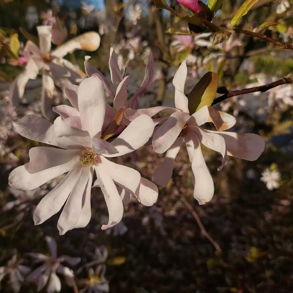 magnolia-stellata-rosea-2l