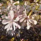 magnolia-stellata-rosea-2l-stan-nowy