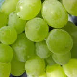 winorosl-polar-2l-styl-ogrod-srodziemnomorski-ogrod-wiejski-ogrod-skalny-ogrod-nowoczesny-ogrod-japonski