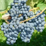 winorosl-rondo-ciemna-2l-styl-ogrod-srodziemnomorski-ogrod-wiejski-ogrod-skalny-ogrod-nowoczesny-ogrod-japonski