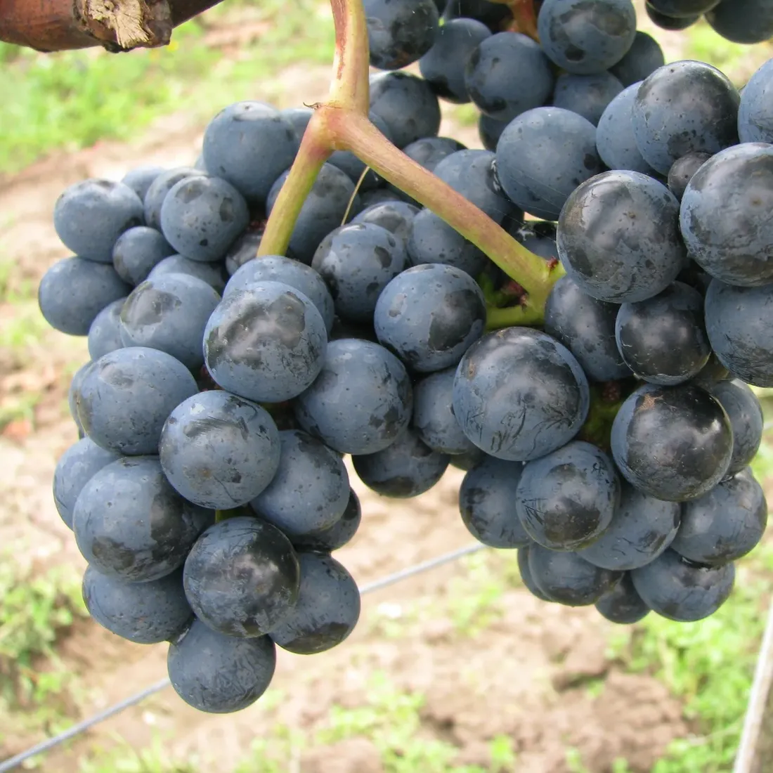 winorosl-rondo-ciemna-2l