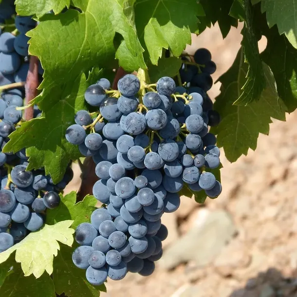 winorosl-rondo-ciemna-2l-stan-nowy