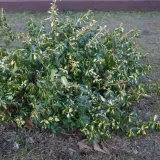 trzmielina-fortunea-sunspot-2l
