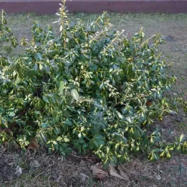 trzmielina-fortunea-sunspot-2l