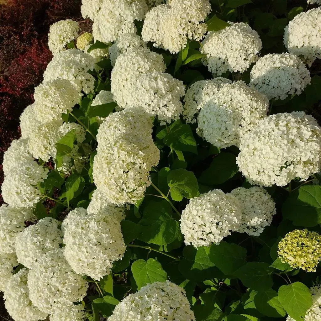 hortensja-anabelle-drzewiasta-2l