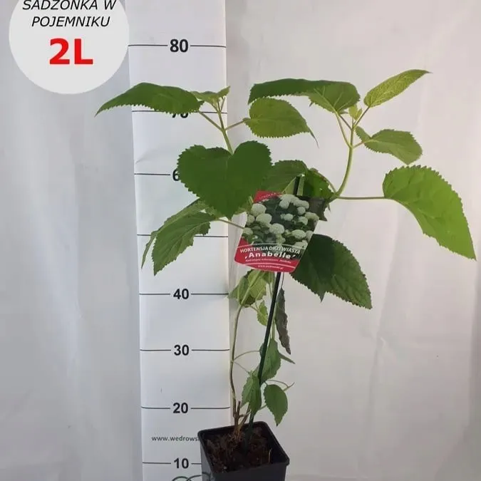 hortensja-anabelle-drzewiasta-2l