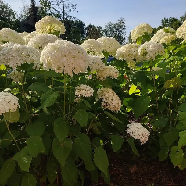 hortensja-anabelle-drzewiasta-2l-producent-szkolka-pnaczy-marek-wedrowski