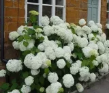 hortensja-anabelle-drzewiasta-2l-nazwa-lacinska-hydrangea-arborescens
