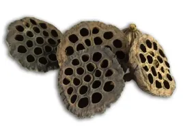 lotos-duzy-kwiat-lotosu-susz-egzotyczny-dekoracyjny-naturalny-10-sztuk
