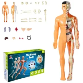 model-anatomiczny-czlowieka-3d-szkielet-organy-edukacyjny-dla-dzieci-nauka