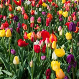 cebulki-kwiatow-tulipanow-triumph-mixed-mix-mieszanka-cebulek-tulipan-50szt