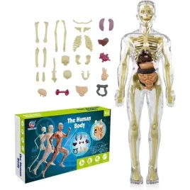 edukacyjny-model-anatomiczny-ludzkiego-ciala-szkielet-organy-wewnetrzne