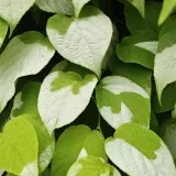 aktinidia-ussuryjska-2l
