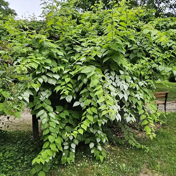 aktinidia-ussuryjska-2l-styl-ogrod-srodziemnomorski-ogrod-wiejski-ogrod-skalny-ogrod-nowoczesny-ogrod-japonski