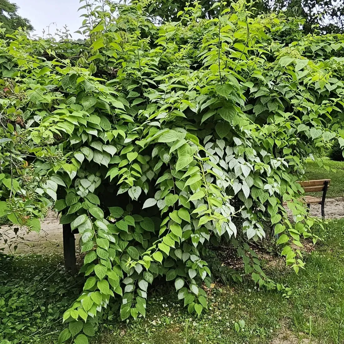 aktinidia-ussuryjska-2l