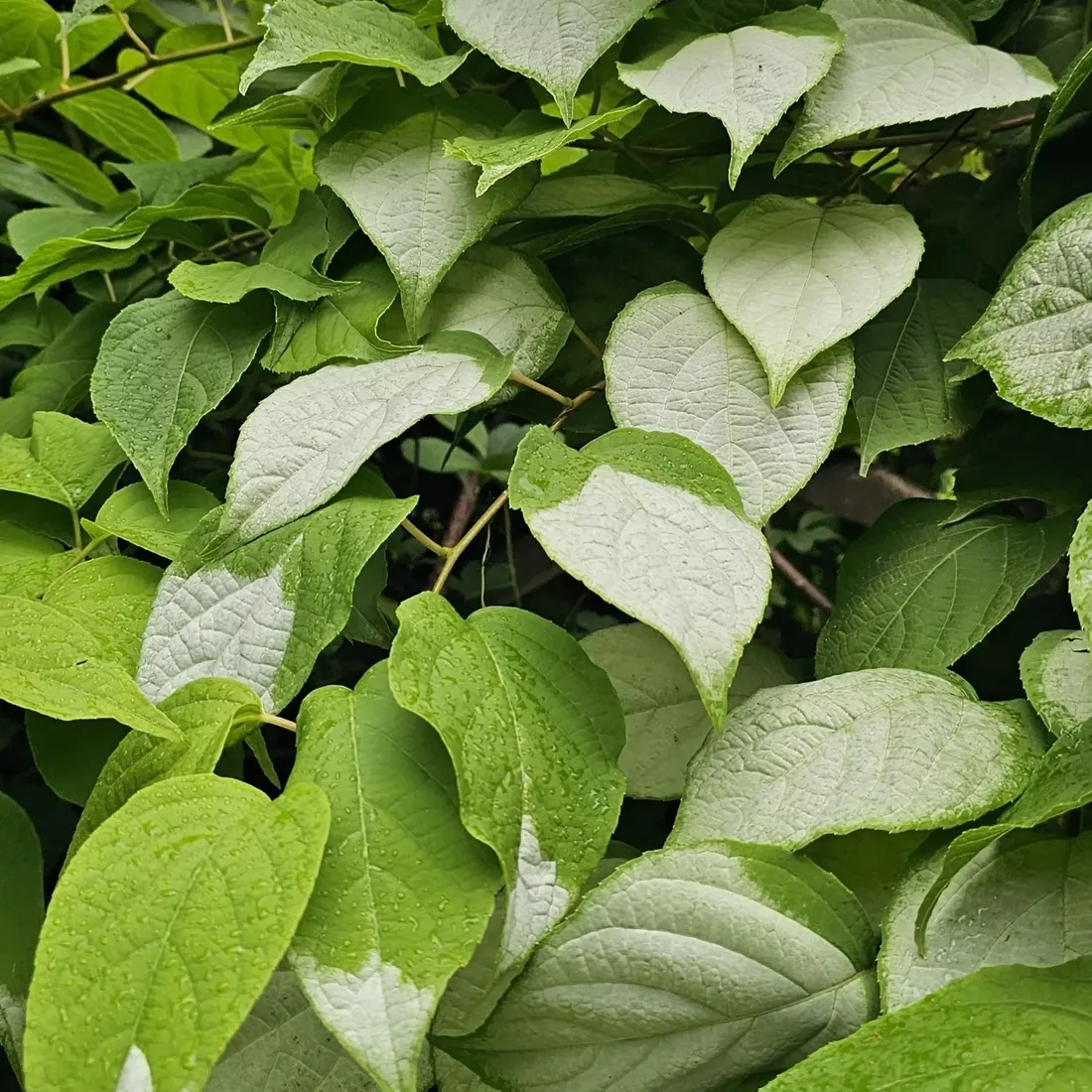 aktinidia-ussuryjska-2l