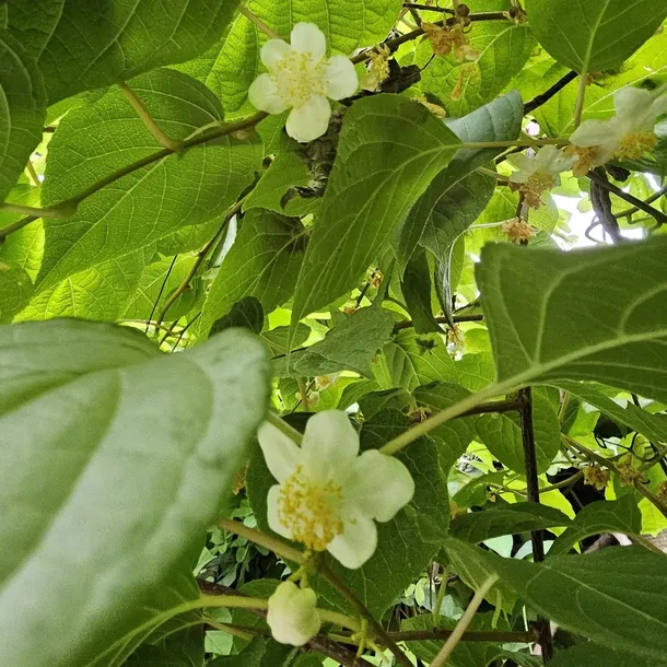 aktinidia-ussuryjska-2l-stan-nowy