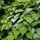 aktinidia-ussuryjska-2l-odmiana-ussuryjska