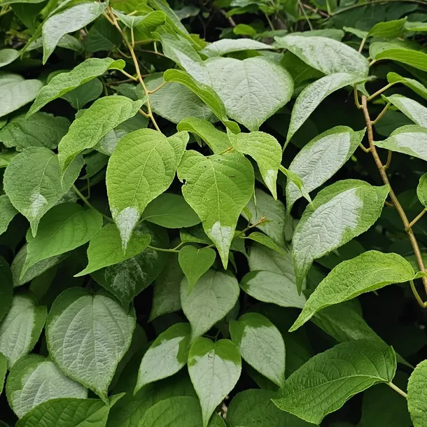 aktinidia-ussuryjska-2l-producent-szkolka-pnaczy-marek-wedrowski