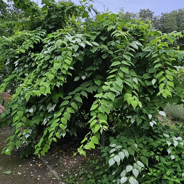 aktinidia-ussuryjska-2l-nazwa-lacinska-actinidia