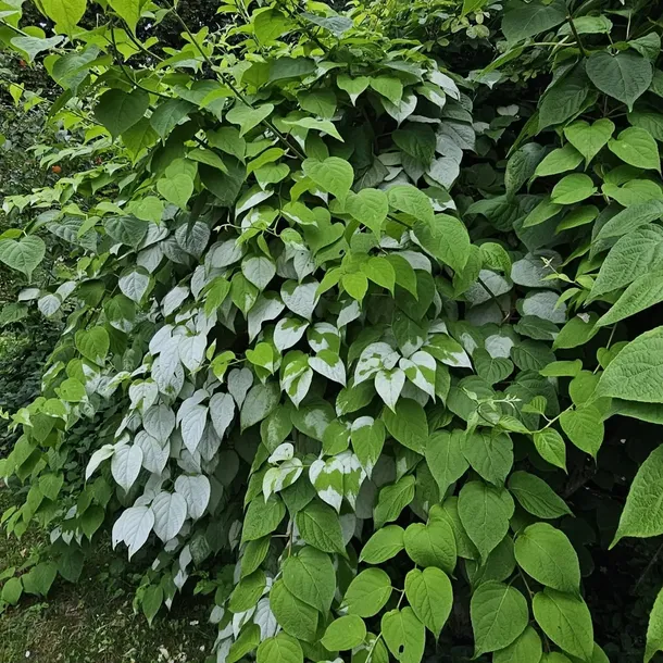 aktinidia-ussuryjska-2l-styl-ogrod-srodziemnomorski-ogrod-wiejski-ogrod-skalny-ogrod-nowoczesny-ogrod-japonski-rodzaj-rosliny-inny