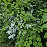 aktinidia-ussuryjska-2l-styl-ogrod-srodziemnomorski-ogrod-wiejski-ogrod-skalny-ogrod-nowoczesny-ogrod-japonski-rodzaj-rosliny-inny