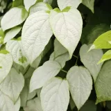 aktinidia-ussuryjska-2l-styl-ogrod-srodziemnomorski-ogrod-wiejski-ogrod-skalny-ogrod-nowoczesny-ogrod-japonski-odmiana-ussuryjska
