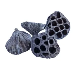 lotos-sredni-bialy-kwiat-lotosu-susz-egzotyczny-dekoracyjny-ozdoba-10-sztuk