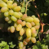 winorosl-julian-2l