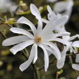 magnolia-stellata-gwiazdzista-2l