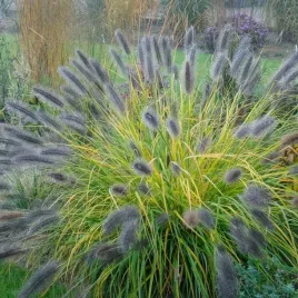 rozplenica-japonska-black-beauty-1l