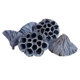 lotos-duzy-bialy-kwiat-lotosu-susz-egzotyczny-dekoracyjny-ozdoba-10-sztuk