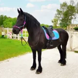 czaprak-york-r-dr-full-full-rainbow-stan-nowy