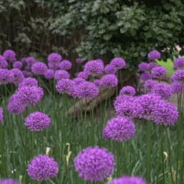 cebulki-kwiatow-czosnek-ozdobny-aflatunenski-allium-aflatunense-50szt