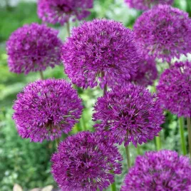 czosnek-ozdobny-cebulki-kwiatow-aflatunenski-allium-aflatunense-50szt