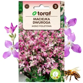 maciejka-dwurogowa-jasno-fioletowa-roslina-miododajna-3-g
