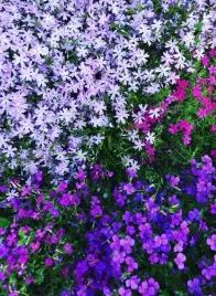 zagwin-fioletowy-bardzo-wytrzymaly-na-mrozy-latwy-w-uprawie-sadzonki-05l