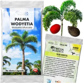 palma-lisi-ogon-nasiona-wodyetia-bifurcata-szybkorosnaca-tropikalna-1-szt