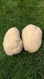 ziemniaki-denar-swieze-mlode-prosto-od-rolnika-jadalne-10kg