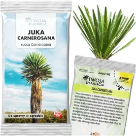mrozoodporna-juka-nasiona-yucca-carnerosana-5x-nasiona-juki