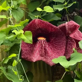 kokornak-wielkolistny-ozdobne-pnacze-wieloletnie-mrozoodporne-sadzonka-p9